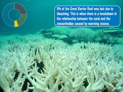 Coral reef threats: Decision making - Cloudloving Geographer